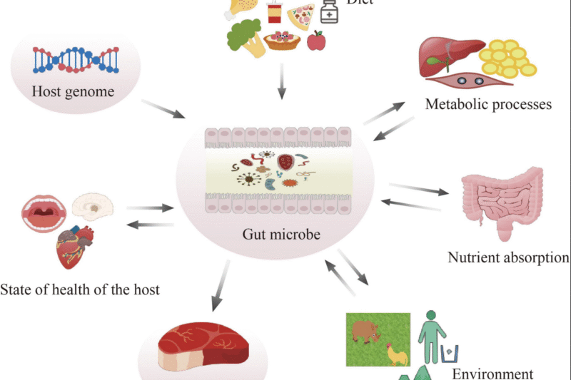 Major Study Ranks Gut Microbes by Health and Diet Links