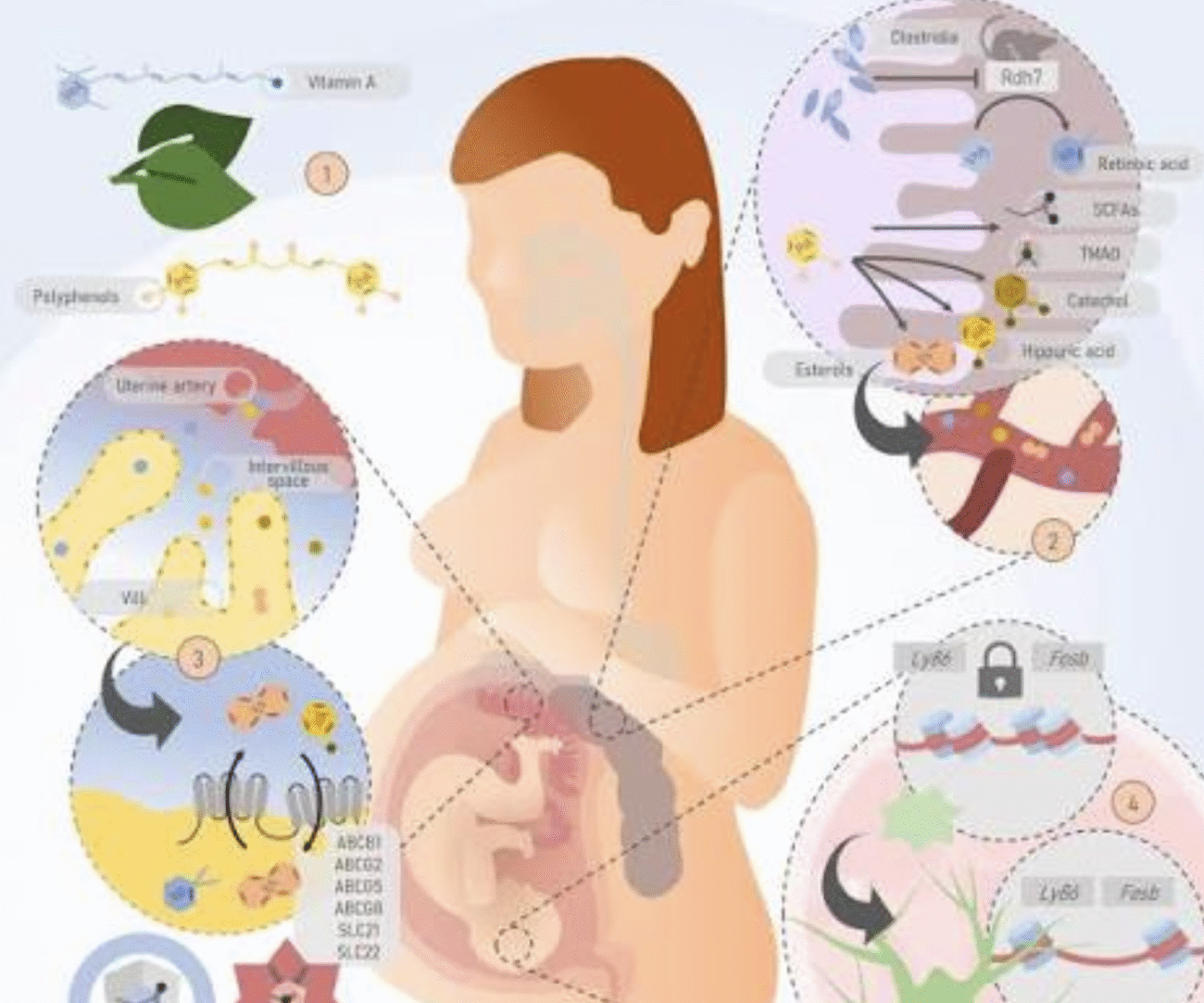 Maternal influences on infant gut microbiome and health