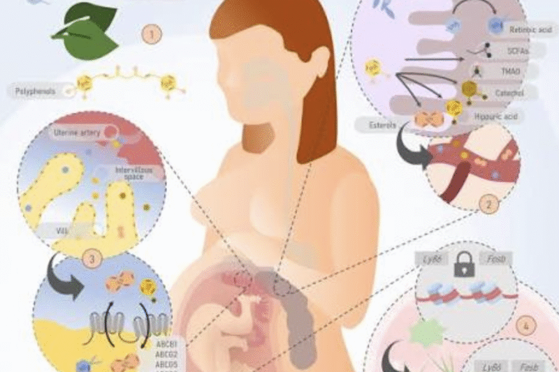 Maternal influences on infant gut microbiome and health